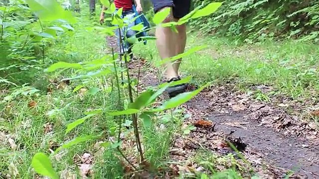 FP 2009-2010 / 2010-2011 In the Woods - Les Pas de chez Nous