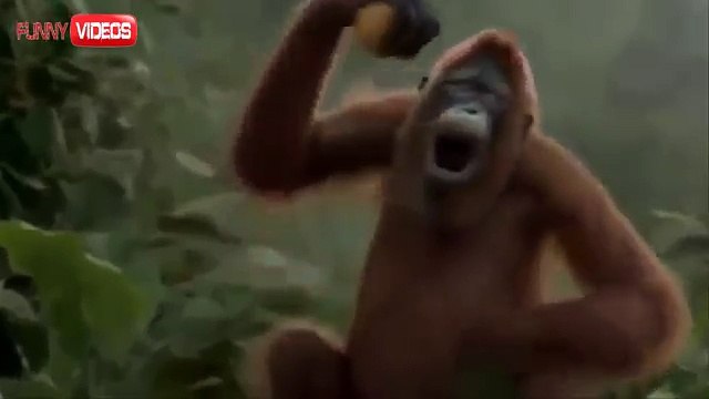 Funny Videos - I Like To Move It - Monkey Dance!! LOL xprovideo