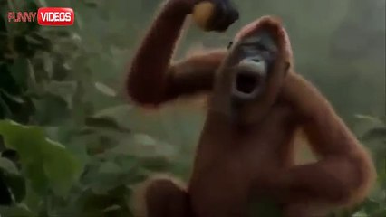 Funny Videos - I Like To Move It - Monkey Dance!! LOL xprovideo