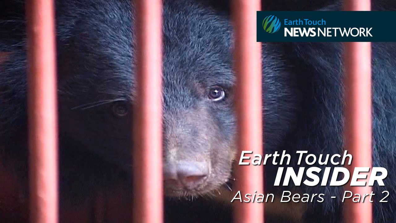 The Plight of Asian Bears Part 2: The Horrors of Bile Farming