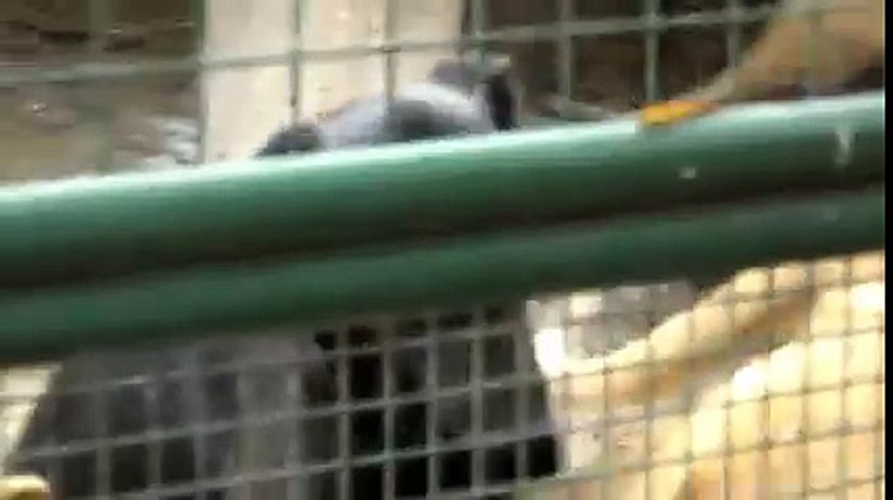 Köpek aslana tecavüz etti
