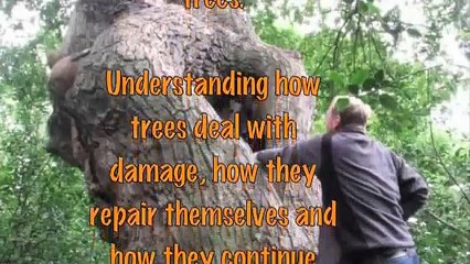 Bonsai Quick Fix Demo' by Graham Potter