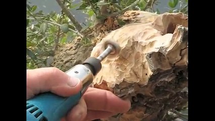 Bonsai Tree Wood Carving Demonstration