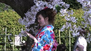 reportage france5 Silence ça pousse cerisiers en fleurs au japon