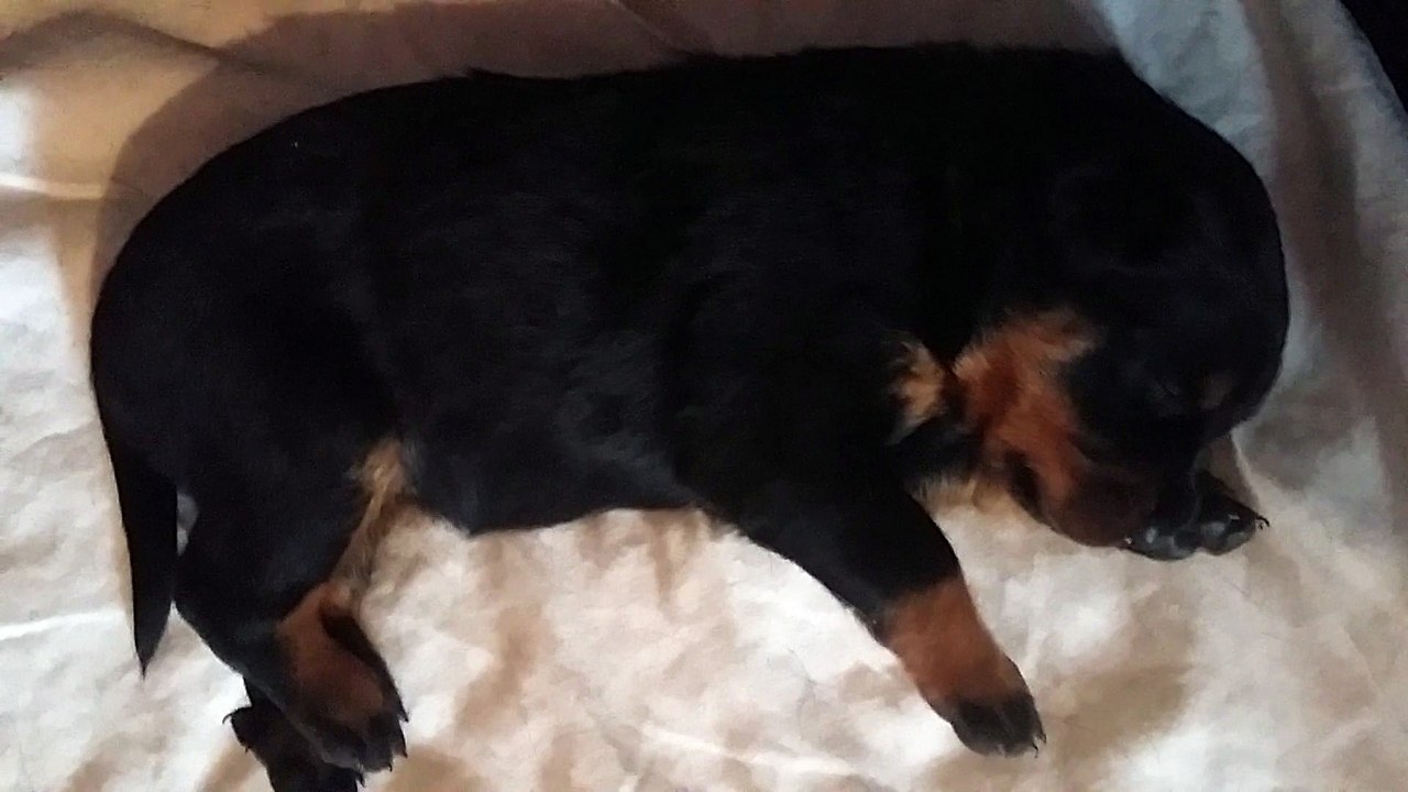 Chiots Guardiane X Enzo 2