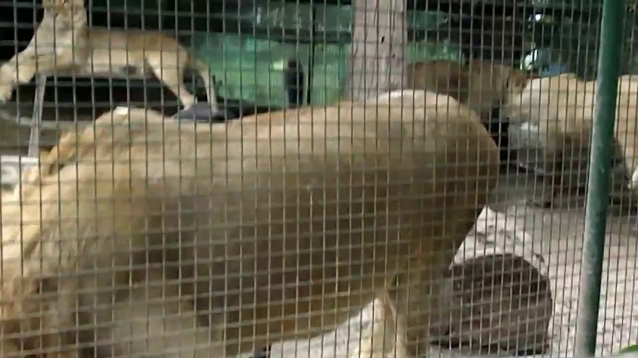 Never put a dog in a cage full of lions