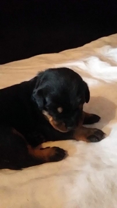 Chiots Guardiane X Enzo 3