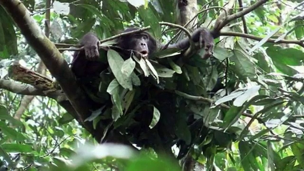 Bonobos - chimpanzees' gentle cousins