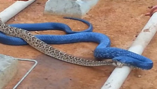 Blue Indigo snake eating Rattlesnake - video dailymotion