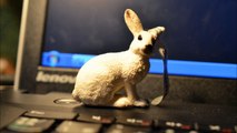 ユキウサギ White hare 【Schleich シュライヒ・動物フィギュア・おもちゃ】
