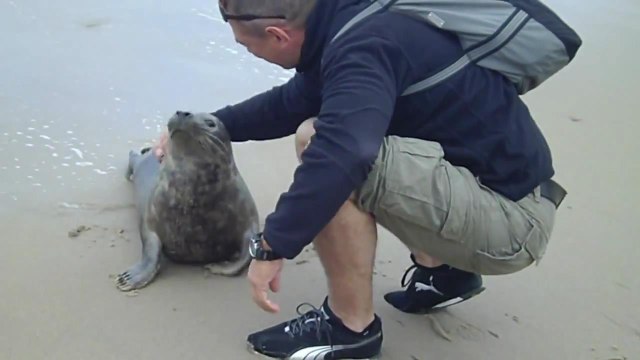 Ручной тюлень на берегу