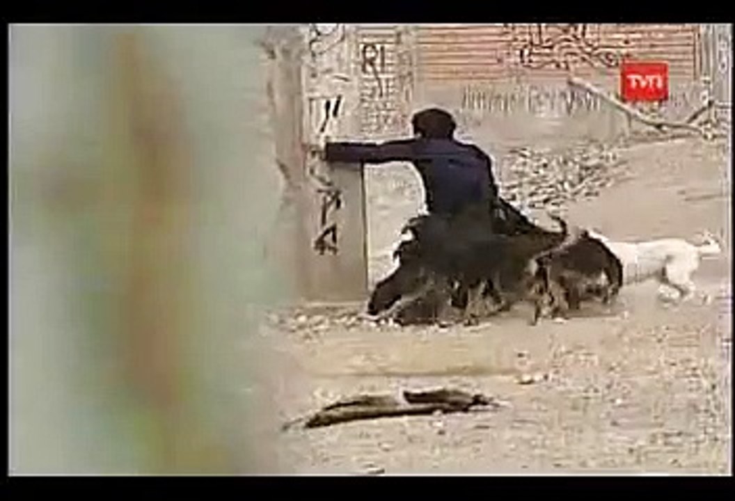 Brutal ataque de perros