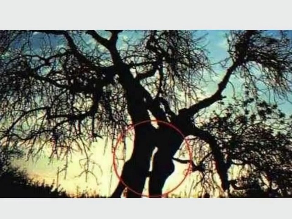 Plants that go bad - hilarious video of nature