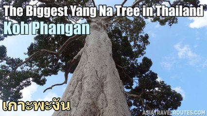 The Biggest Yang Na Tree in Thailand