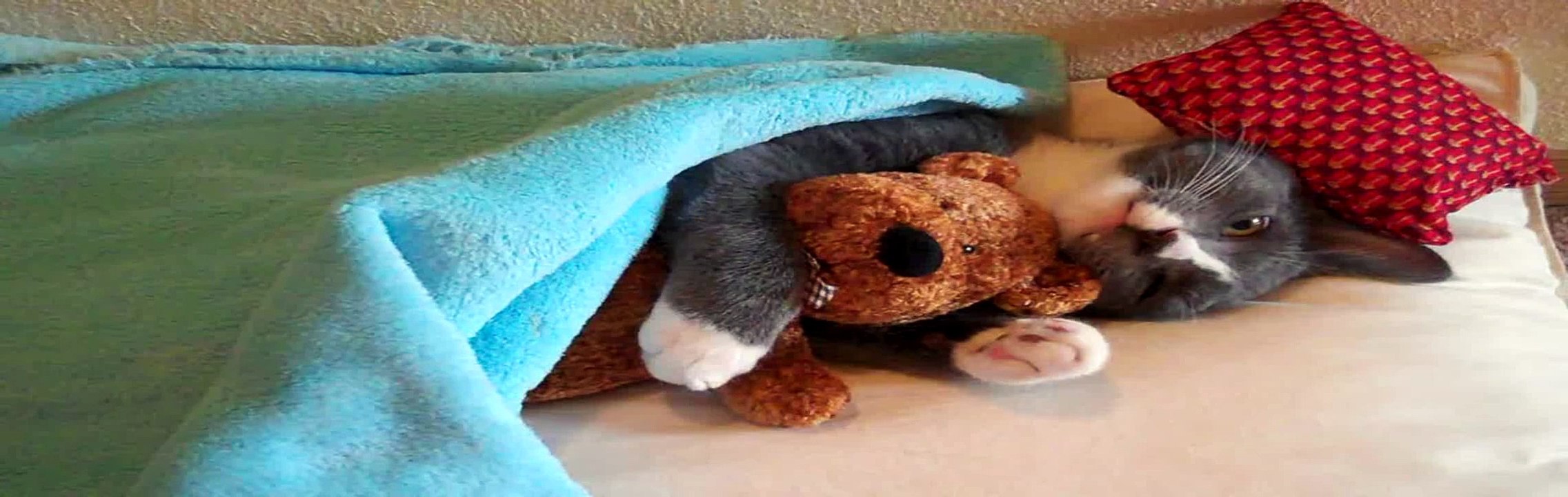 Cute Kitten Hugs His Teddy Bear (with Music)