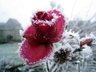 3+2 - Halvány őszi rózsa