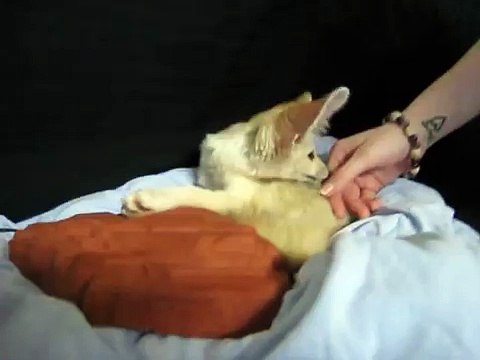 The Cutest Fennec Fox In the World!!! Scout the Fennec Fox Making Cute Sounds