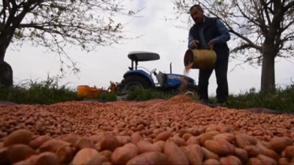 Yer Fıstığı Ekim Sezonu Başladı