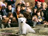 Knut The Polar Bear - A Tribute