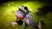 Gray/Grey treefrog (Hyla versicolor) calling: Video