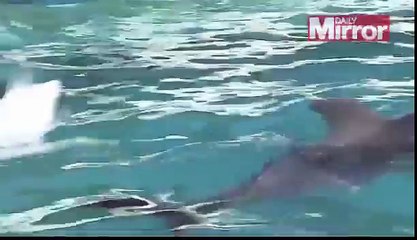 Extraño delfín albino que cambia de color blanco a rosado cuando esta molesto