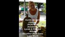 Jackfruit Cleaning Instructions Excalibur Fruit Trees Palm Beach Rare Fruit Council