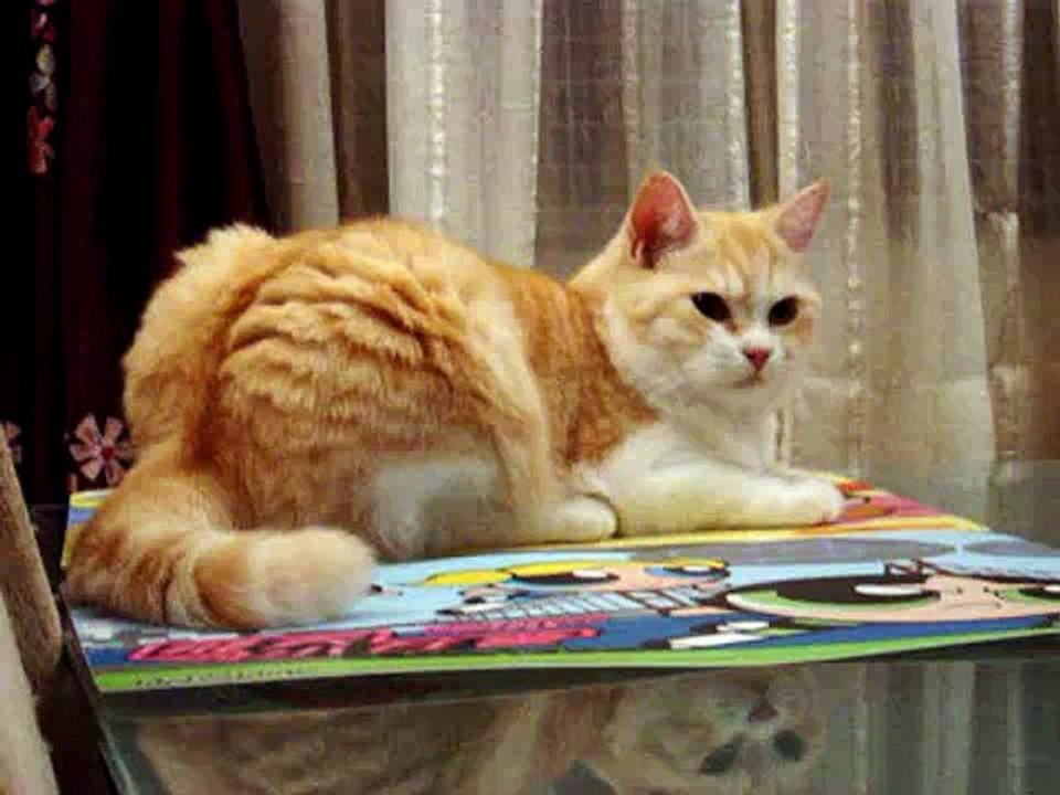 cat fish