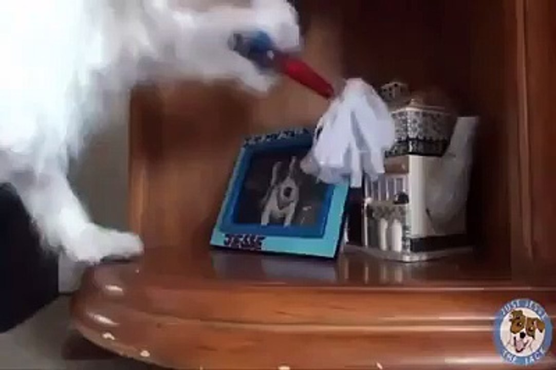 الكلب الذي تبحث عنه الفتيات