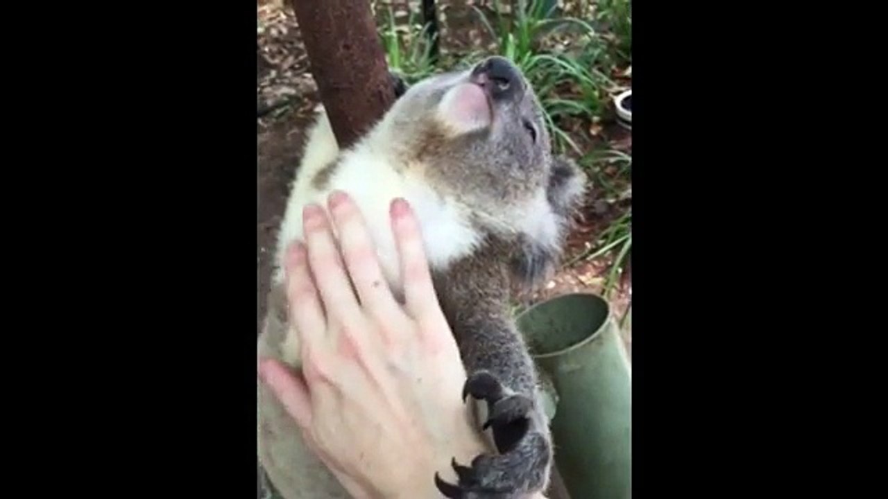 Koala Loves Being Pet