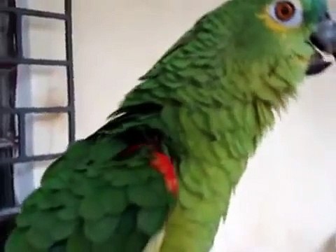 Попугай поет оперу ВОЛШЕБНАЯ ФЛЕЙТА! Прикол!