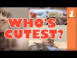 WHO'S CUTEST? YOU DECIDE! Which Kitten Is The Cutest? (Episode 6)