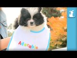 Pomeranian Puppy In A Baby Bib Is Awesome - Puppy Love