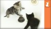 Two Kittens Fight In A Bathtub, Kitten Royale - Kitten Love