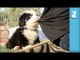 Cutest Bernese Mountain Dog Puppy Attacks My Shirt! - Puppy Love