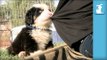 Cutest Bernese Mountain Dog Puppy Attacks My Shirt! - Puppy Love
