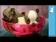 3 Week Old Chihuahua Puppies In Margarita Glass!  - Puppy Love