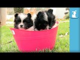 Puffy Pomeranian Puppies Conquer Pink Basket - Puppy Love