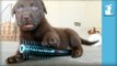 Adorable Chocolate Lab Puppies Brush Your Hair! - Puppy Love