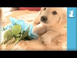 Fluffy Golden Retriever Puppy Loves Flowers - Puppy Love