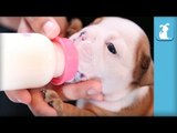 Wrinkly Bulldog Puppies BOTTLE FEEDING! - Puppy Love
