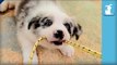 Silly Border Collie Puppies Are Serious About Tug-Of-War - Puppy Love
