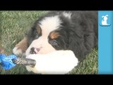 I Dare You Not To Smile At These Floppy Bernese Mountain Dog Puppies! - Puppy Love