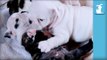 Wrinkly Bulldog Puppy CAN'T GET UP! SO DARN CUTE! - Puppy Love