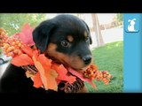 Fuzzy Rottweiler Puppies Are Thankful For You! - Puppy Love