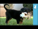 Ridiculous Rottweiler Puppies Play With Tiny Stuffed Animal - Puppy Love