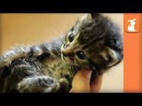 8 Cute Kitten Moments To Make You Smile! (COMPILATION) - Kitten Love
