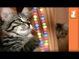 Kitten Gets Totally Hypnotized By Swinging Beads! - Kitten Love