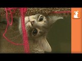 Tiny Kittens VS. Yarn, The YARN WINS - Kitten Love