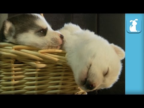 Cornucopia of Sleeping Husky Puppies – Puppy Love