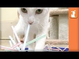 Baby Kittens Play With Straws With Tiny Paws - Kitten Love